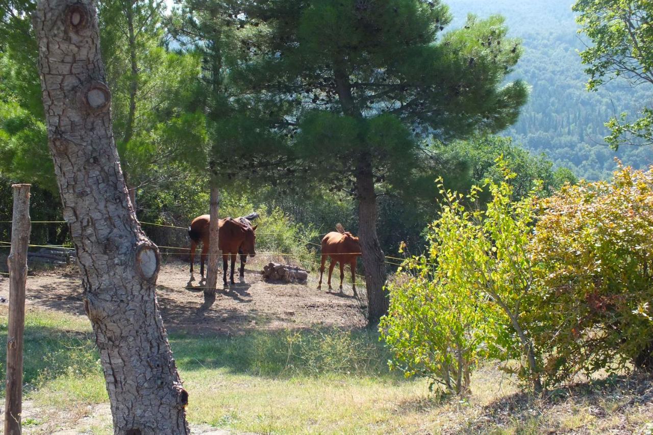 Az.Agr. Il Cavalleggero Campiglia dʼOrcia Exterior foto